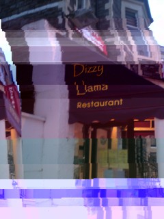 Dizzy Llama.JPG