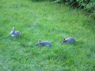 bunnys 1.jpg