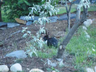 bunny 2.jpg