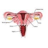 ovaries.jpg