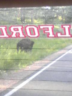 Buffalo.jpg