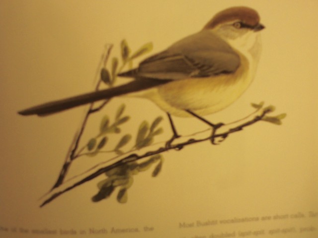 A picture of the afore mentioned bird.